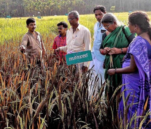 A group of farmers from Karnataka visiting the indigenous paddy diversity block (rice germplasm) of the Thanal Agroecology Centre at Panavally in Wayanad.